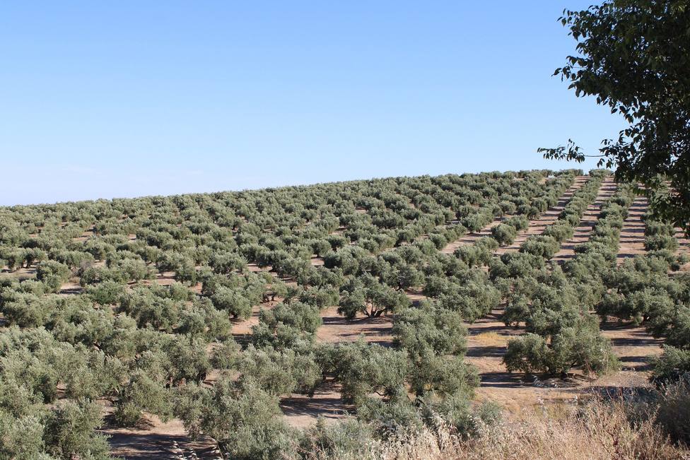 ctv-d9l-olive-groves-4553417 1920