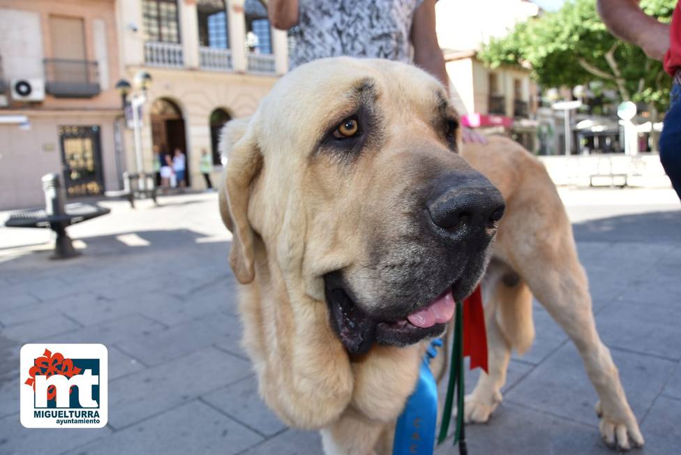 Un mastín de Miguelturra, primer premio en el World Dog Show 4