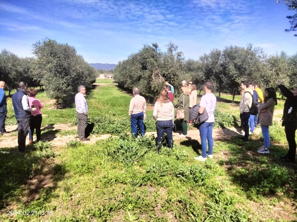 El Ifapa presenta tres proyectos de investigación en el sector del olivar