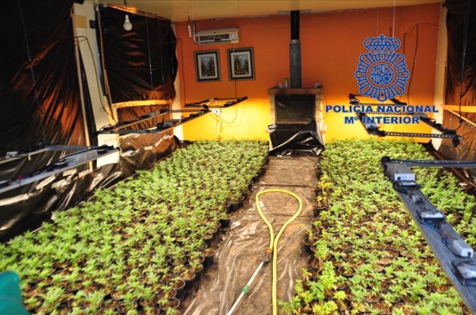 La Policía Nacional desmantela un cultivo hidropónico de marihuana e incauta 3147 plantas