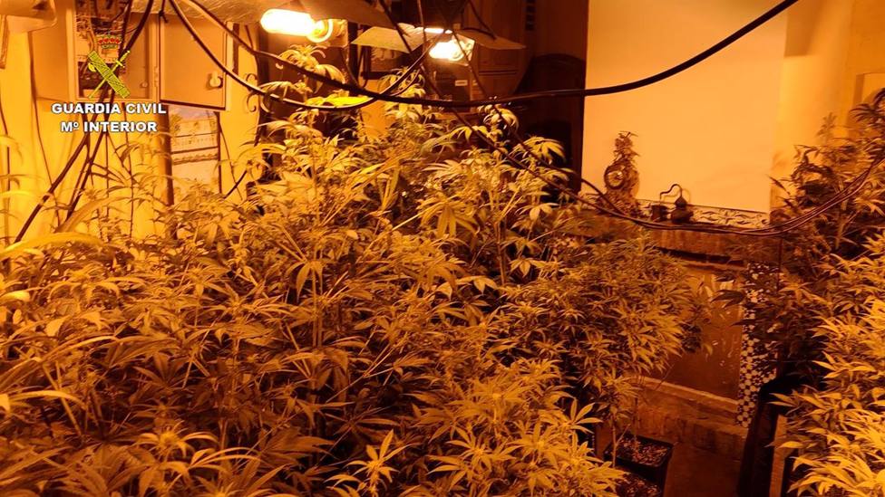 Un investigado tras desmantelar un cultivo indoor con 71 plantas de marihuana en Fernán Núñez
