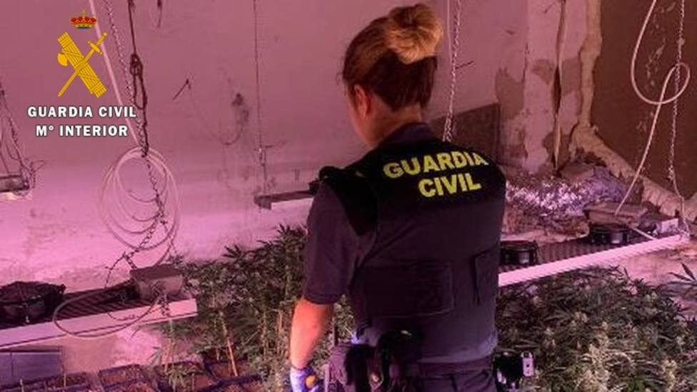 Seis detenidos y más de 2.800 plantas de marihuana intervenidas en Almería