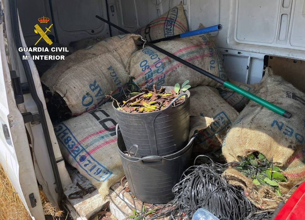 Guardia Civil desarticula tres grupos delictivos dedicados a sustracción de algarrobas en el Bajo Guadalentín