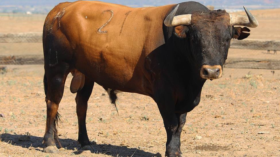 Uno de los toros de Miura reseñados para la Corrida Magallánica de Sanlúcar