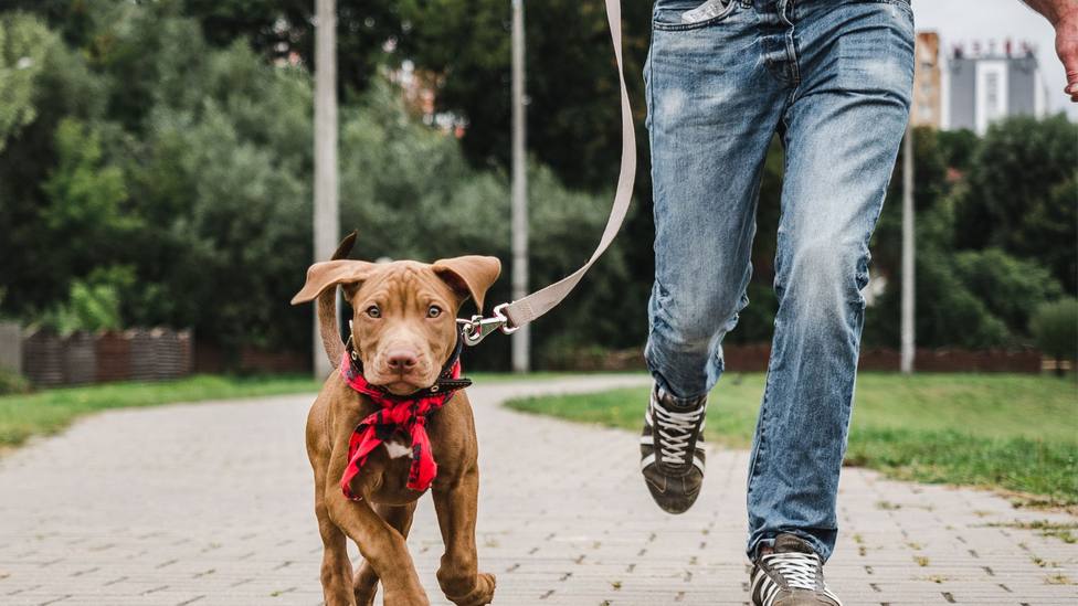 Un perro de paseo con su dueño mientras la persona está andando