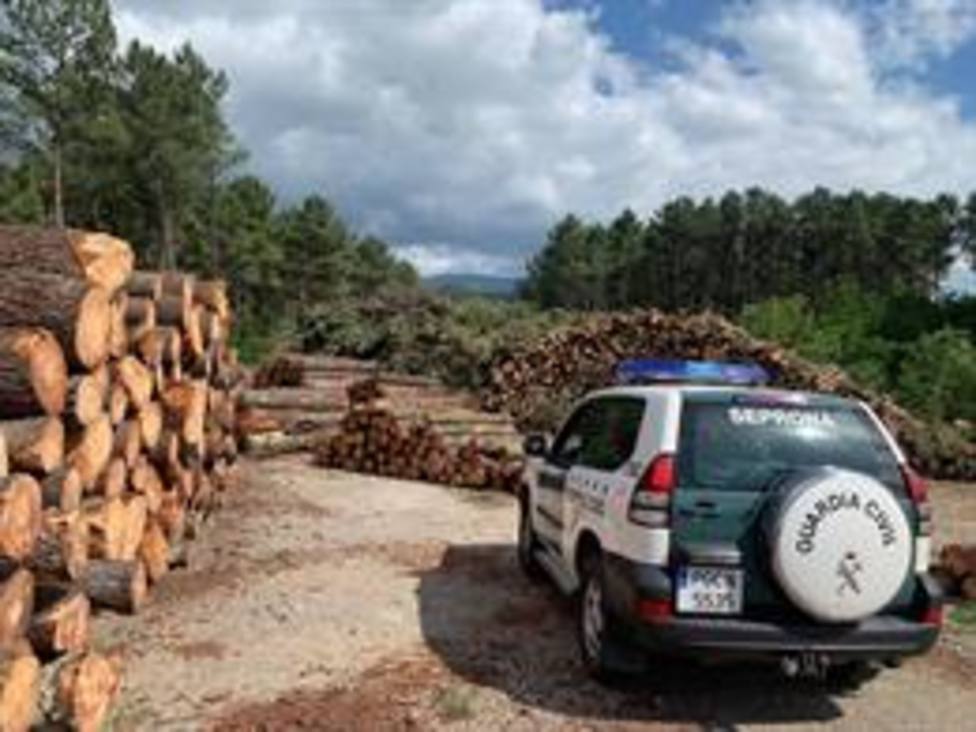 Un empresario de Ourense detenido y 14 personas investigadas por vender madera infectada en Cantabria