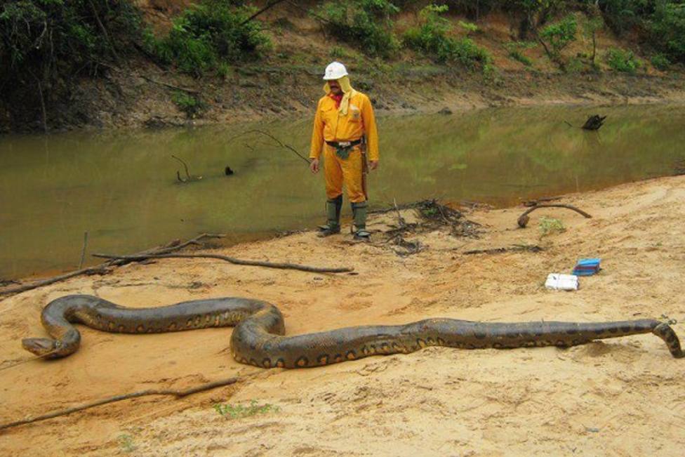 Dos buzos se topan con una anaconda gigante en Brasil y el reptil reacciona  de manera sorprendente - Internacional - COPE