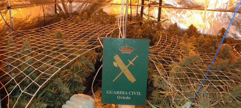 Foto Guardia Civil plantas de marihuana