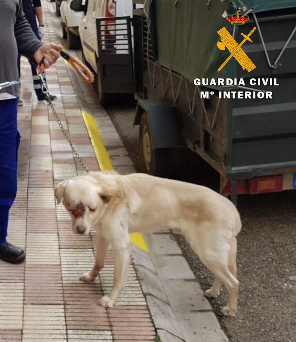 Detenido por maltrato animal en Chinchilla de Montearagón