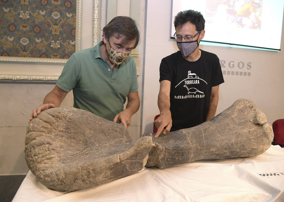 Aparecen fósiles de dinosaurios voladores en los yacimientos de Torrelara (Burgos)