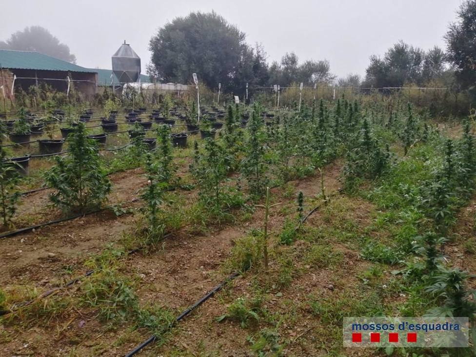 Sucesos.- Detenido por tener 396 plantas de marihuana en una masÃ­a de RegencÃ³s (Girona)