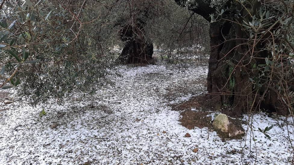 Campo de olivos afectado por el granizo