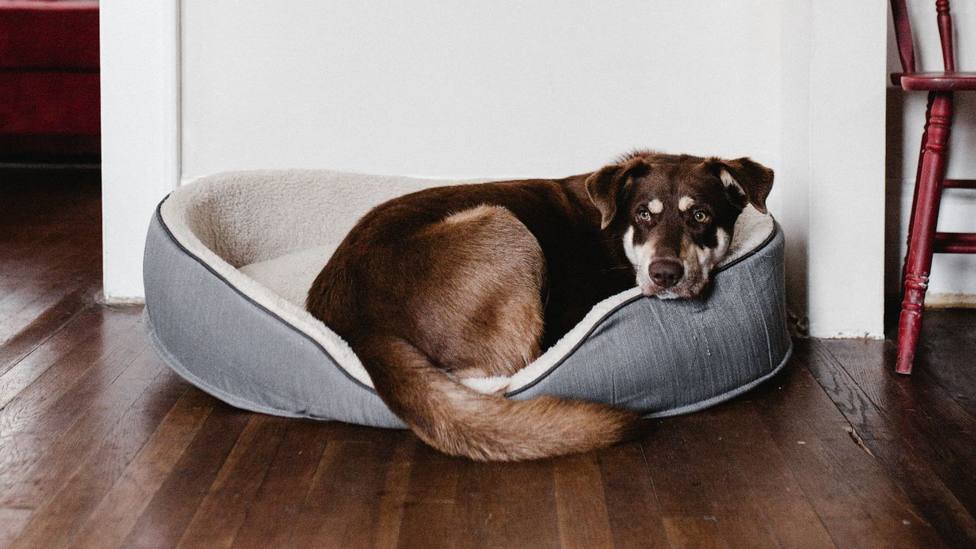 Los cinco consejos que debes seguir para escoger la cama perfecta para tu perro: presta atención a tu mascota