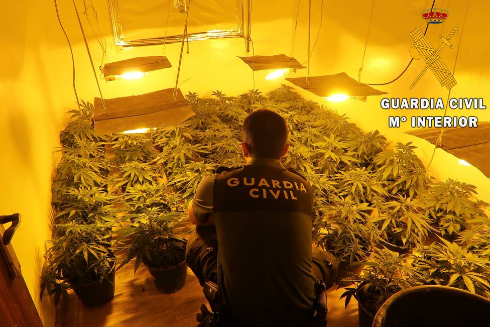 Una detenida con un cultivo de 900 plantas de marihuana y localizados 68 enganches ilegales en Pechina (Almería)