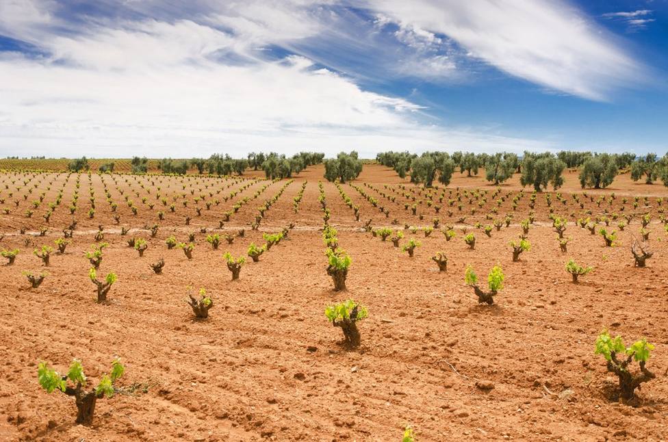 Cultivo en Extremadura. Foto: Juntaex