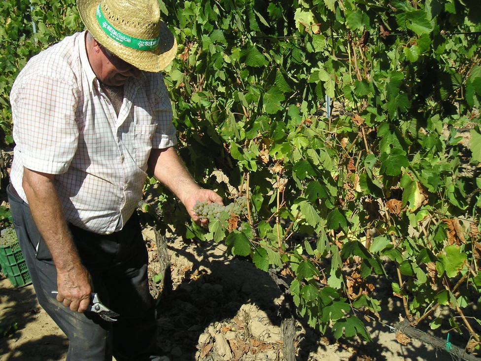 Un viticultor en los primeros días de la vendimia.