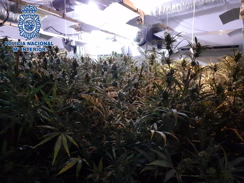 Detenidos en Sanlúcar los cuatro presuntos responsables de más de 500 plantas de cannabis