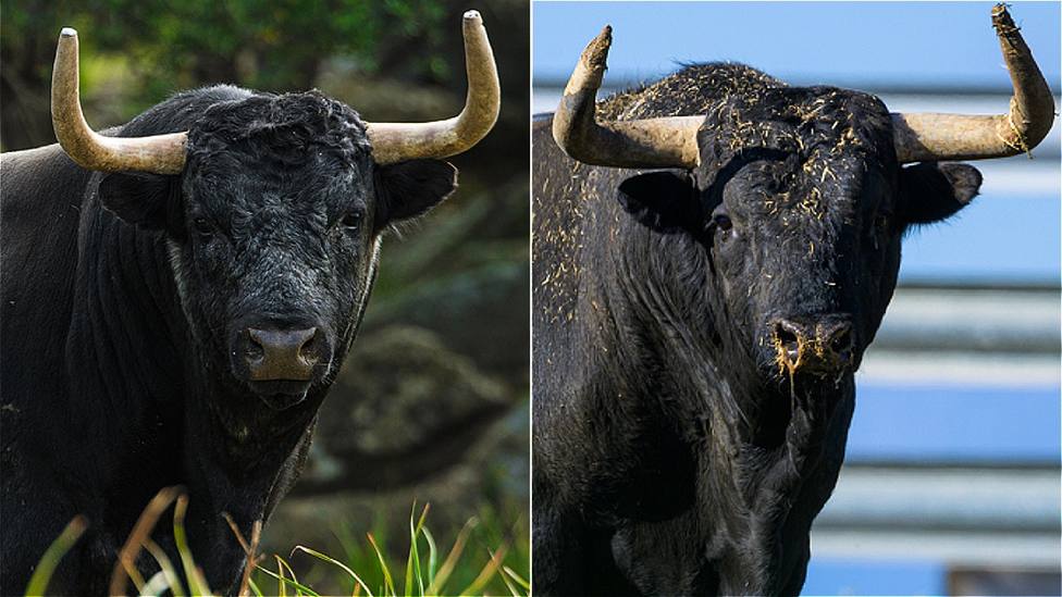 Los toros de Rehuelga y Monte la Ermita, protagonistas en la Copa Chenel