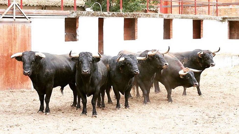 Toros de Antonio Bañuelos en los corrales de la plaza de toros de Burgos