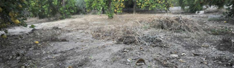 Zona de huerta de la pedanía murciana de Alquerías donde se han encontrado los dos cadáveres. EFE