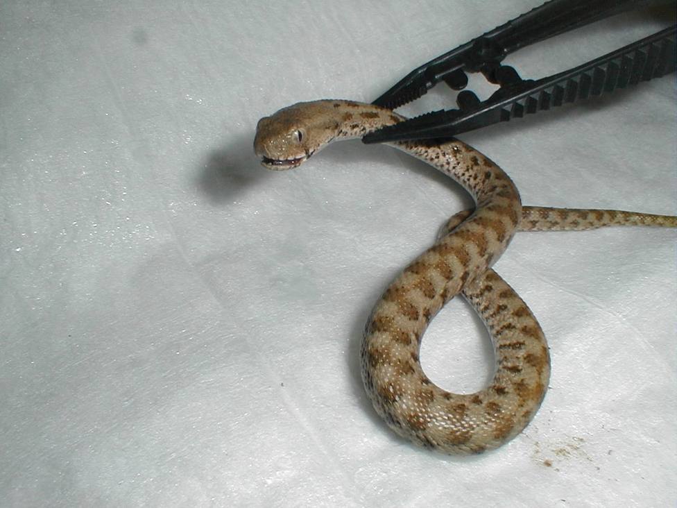 La terrible picadura de una serpiente venenosa a un trabajador queda sin sanción