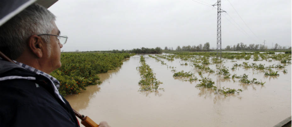 Un agricultor observa un campo de naranjos totalmente inundado a su paso por la localidad valenciana de Alberic, tras las fuertes lluvias que están azotando la Comunitat Valenciana. EFE