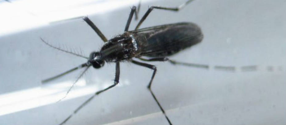 Mosquito Aedes aegypti como parte de una investigación sobre la prevención de la propagación del virus Zika. Reuters