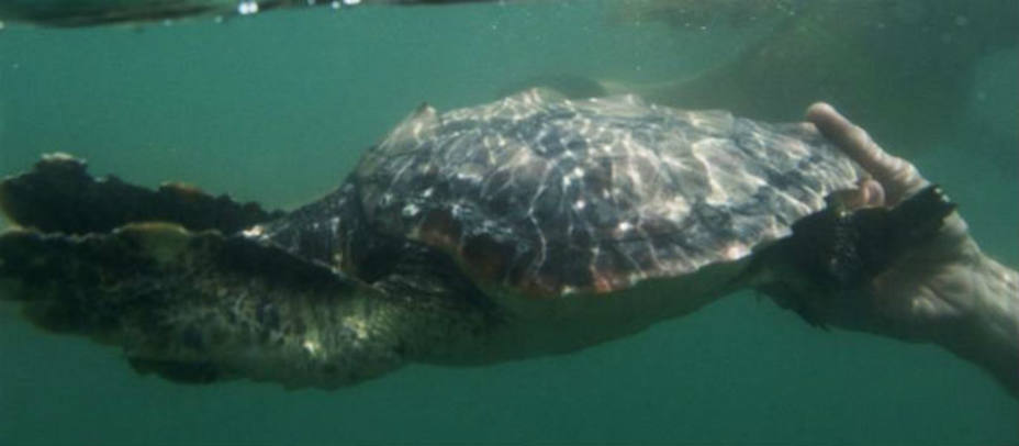 Una de las tortugas liberadas en el mar. EFE
