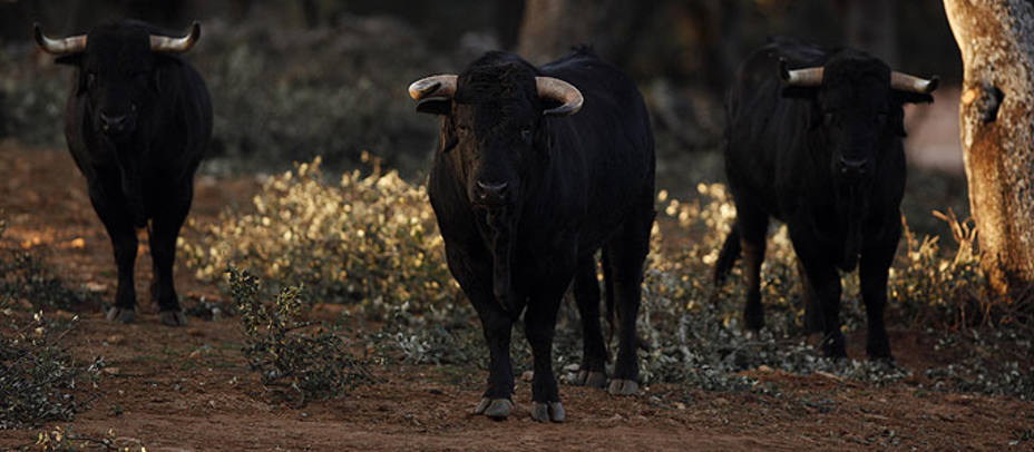 Varios de los toros que se crían en Reservatauro que podrán ver los jóvenes. REUTERS