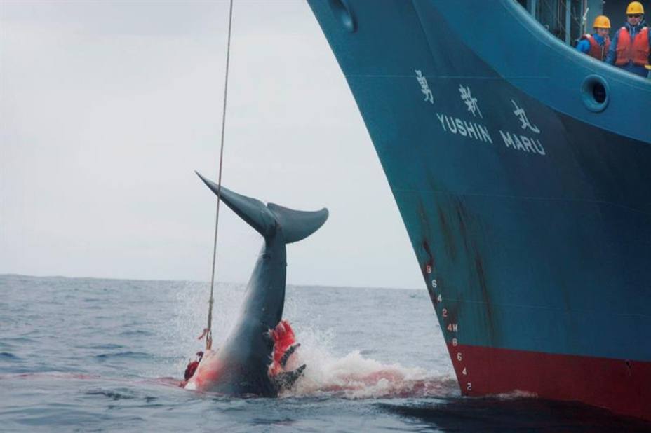 Japón reanudará la caza comercial de ballenas en julio de 2019