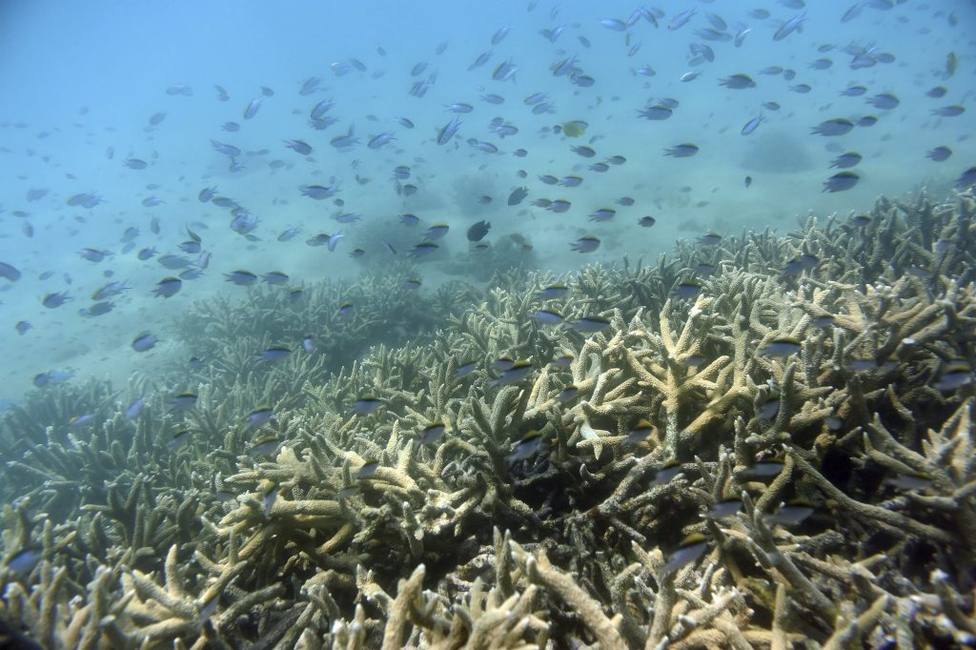 Estos son los importantes desafíos a los que se enfrenta la Gran Barrera de Coral para tratar de sobrevivir