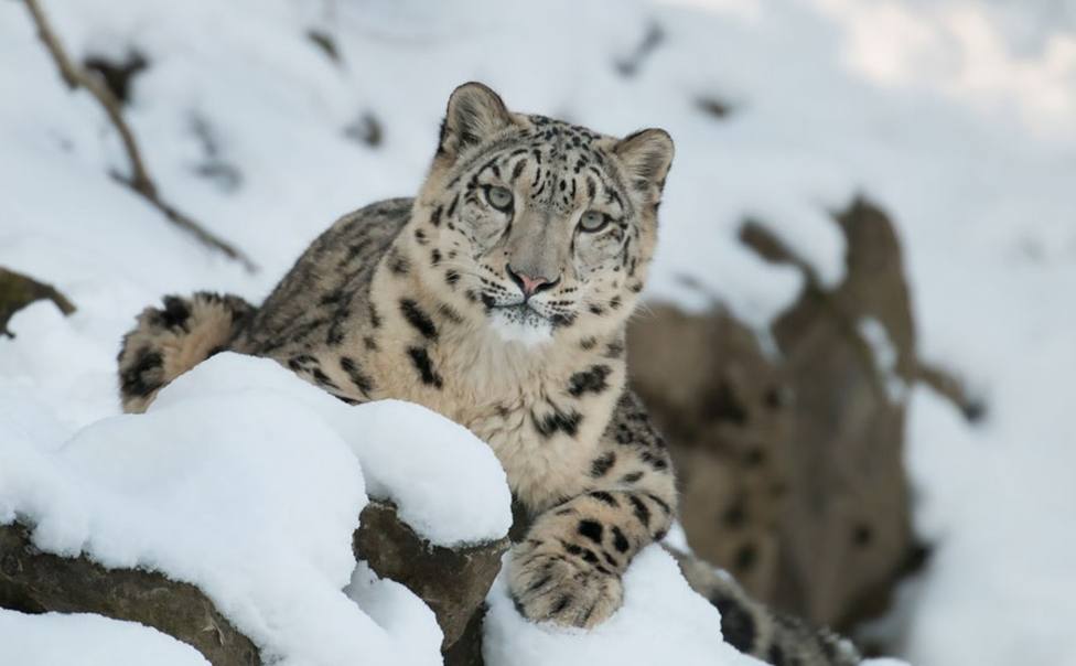 Microsoft ofrece su sistema de IA a Snow Leopard Trust para evitar la extinción del leopardo de las nieves
