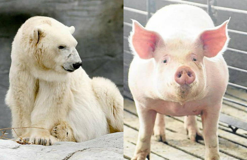 La inaudita solución china a la escasez de carne: criar cerdos gigantes del tamaño de osos polares