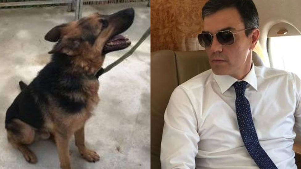 Falcon, el perro que la Policía quiere que adoptes y con el que las redes recuerdan a Sánchez: “¿Vuela?