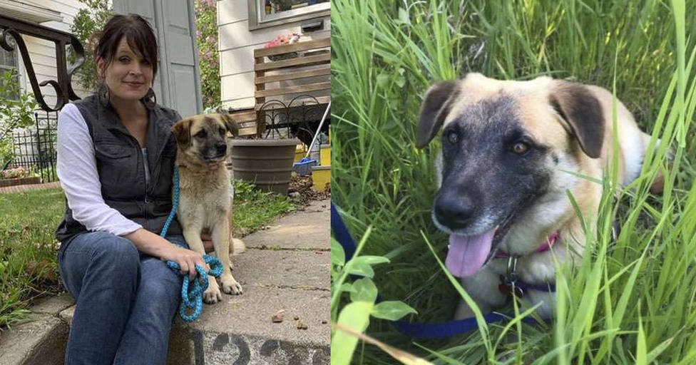 Un perro camina 60 km por su cuenta y el motivo roba el corazón de todo el vecindario
