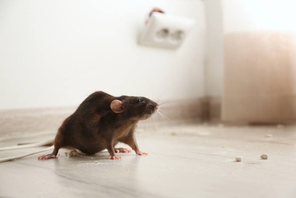 Plagas: Así conseguirás exterminar ratas, ratones y otros roedores en tu vivienda