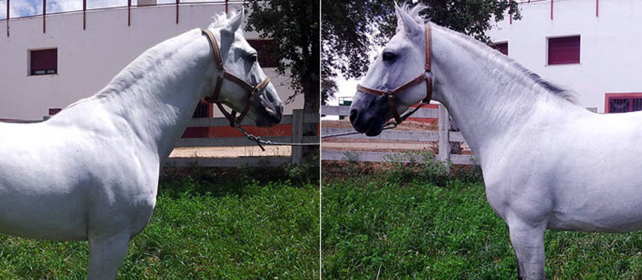 Estos dos caballos de Sergio Galán buscan nombre a través de Facebook y Twitter