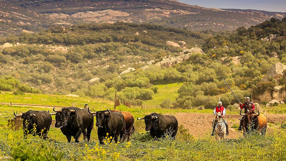La Junta de Andalucía ayudará económicamente al sector ganadero de bravo de la región