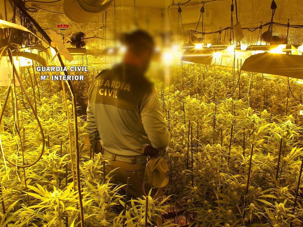 Sucesos.- Detenidas tres jÃ³venes por cultivo de marihuana y desmantelada una plantaciÃ³n indoor en Guijo de Granadilla