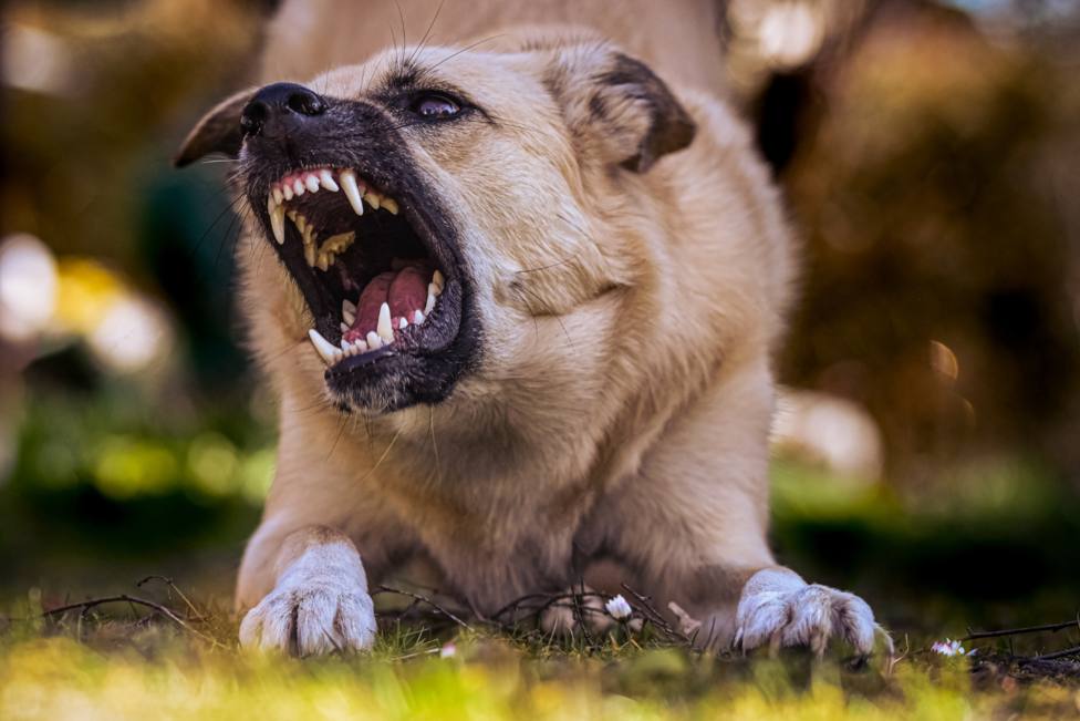 Foto de archivo de un perro en una actitud agresiva