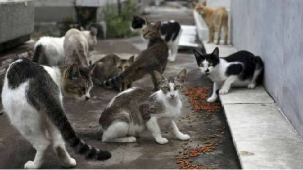 Las colonias felinas también pueden suponer un riesgo para la salud humana