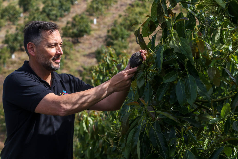 Sigfrido Molina supervisa la plantación de aguacates