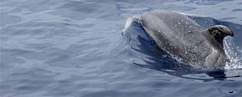 Un delfín manchado de petróleo. EFE