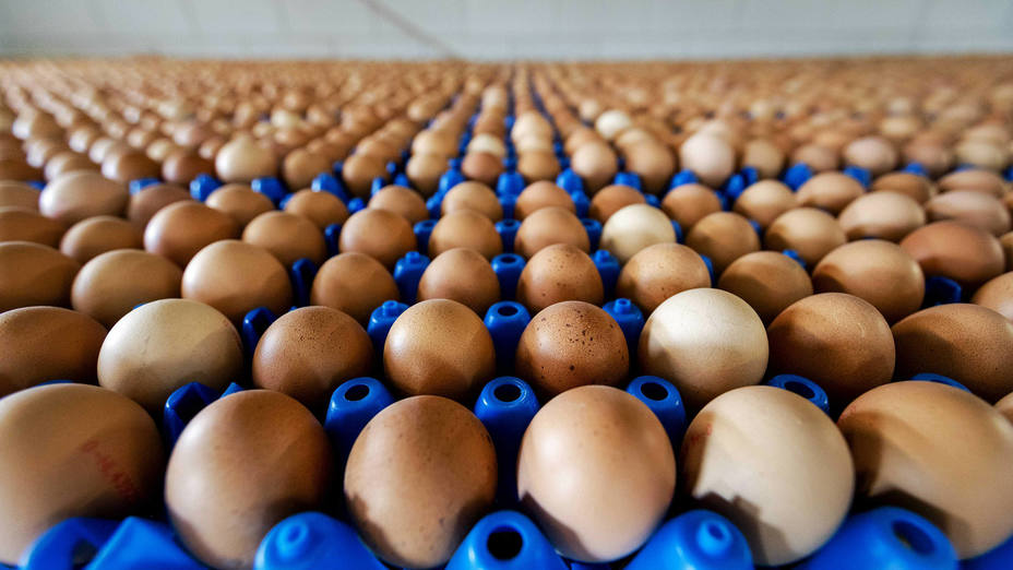 Vista de la producción de huevos de una granja en Putten (Holanda)