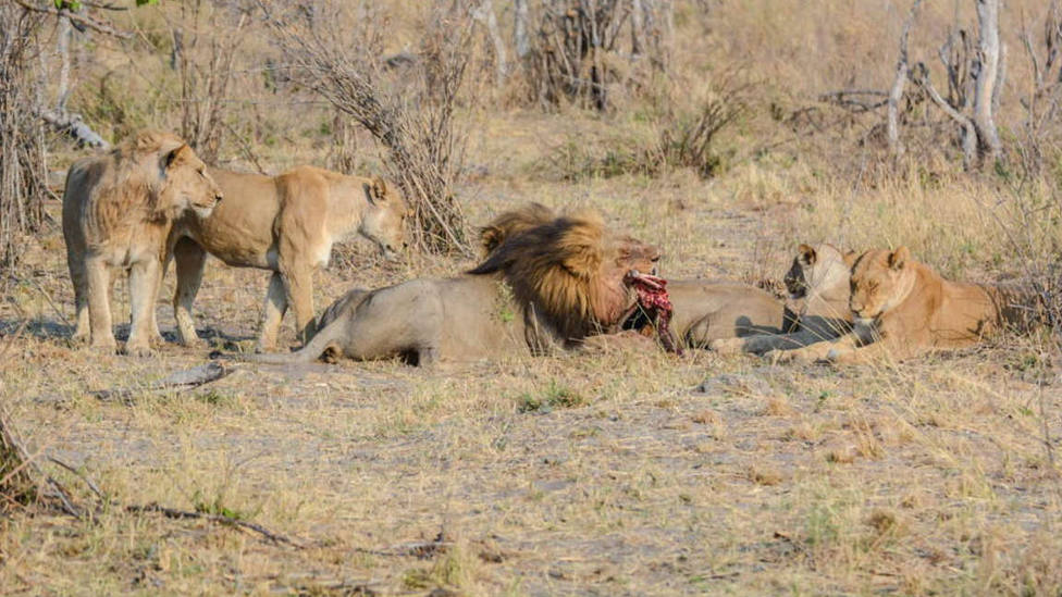 La espeluznante historia del cazador aplastado por un elefante y devorado por leones en Sudáfrica