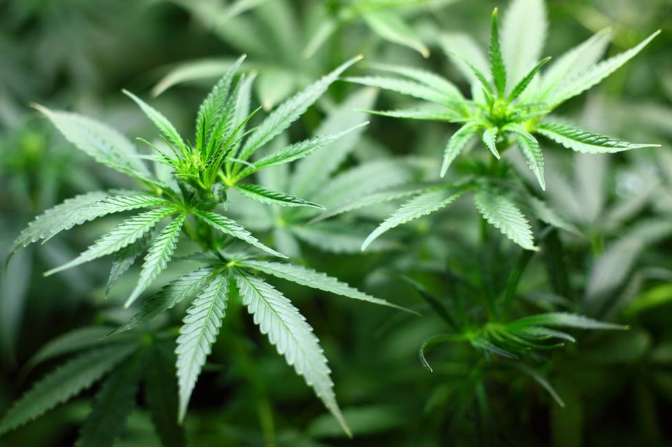 Detenidos dos holandeses con 1.500 plantas de marihuana en Santiago