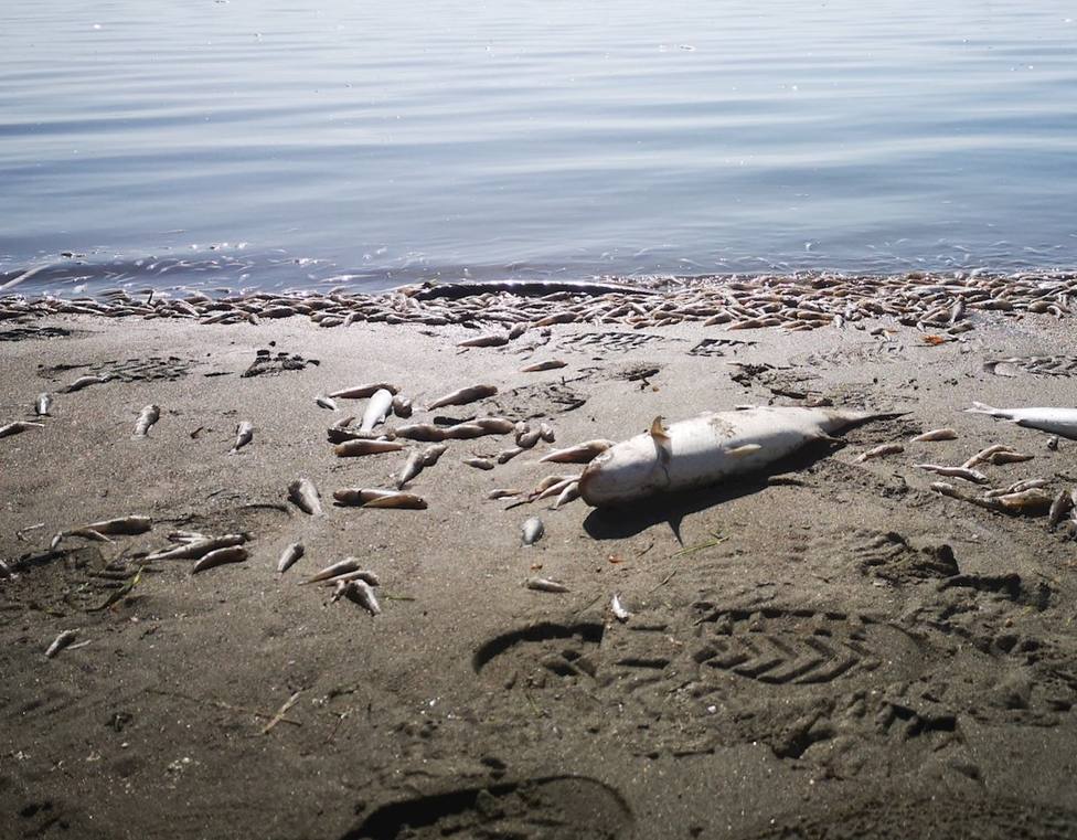 Miras asegura en Cope que la muerte de peces en el Mar Menor no se debe a ningún tipo de vertido