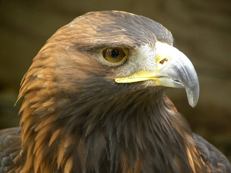 El primer nido de águila real en Lugo obliga a cambiar el trazado de una prueba deportiva