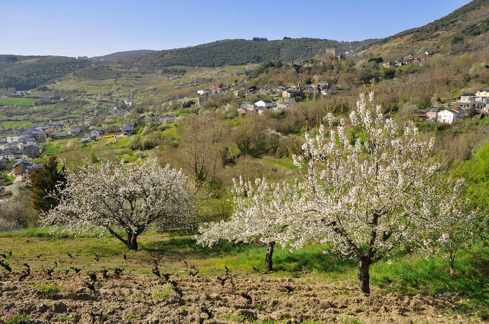 Los mejores rincones de España para ver cerezos en flor estas semanas