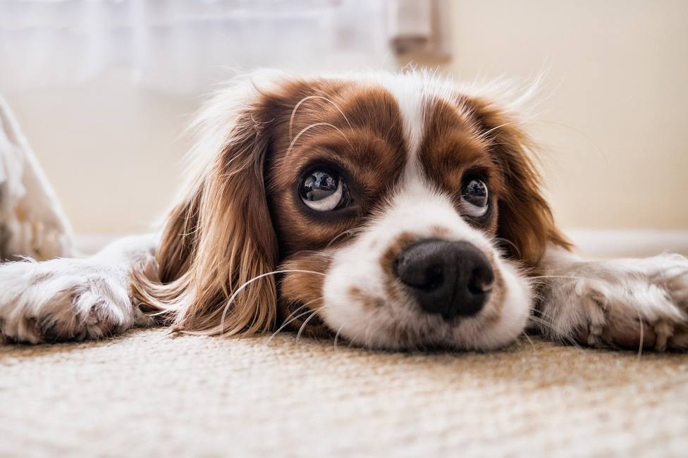 los perros se enamoran unos de otros